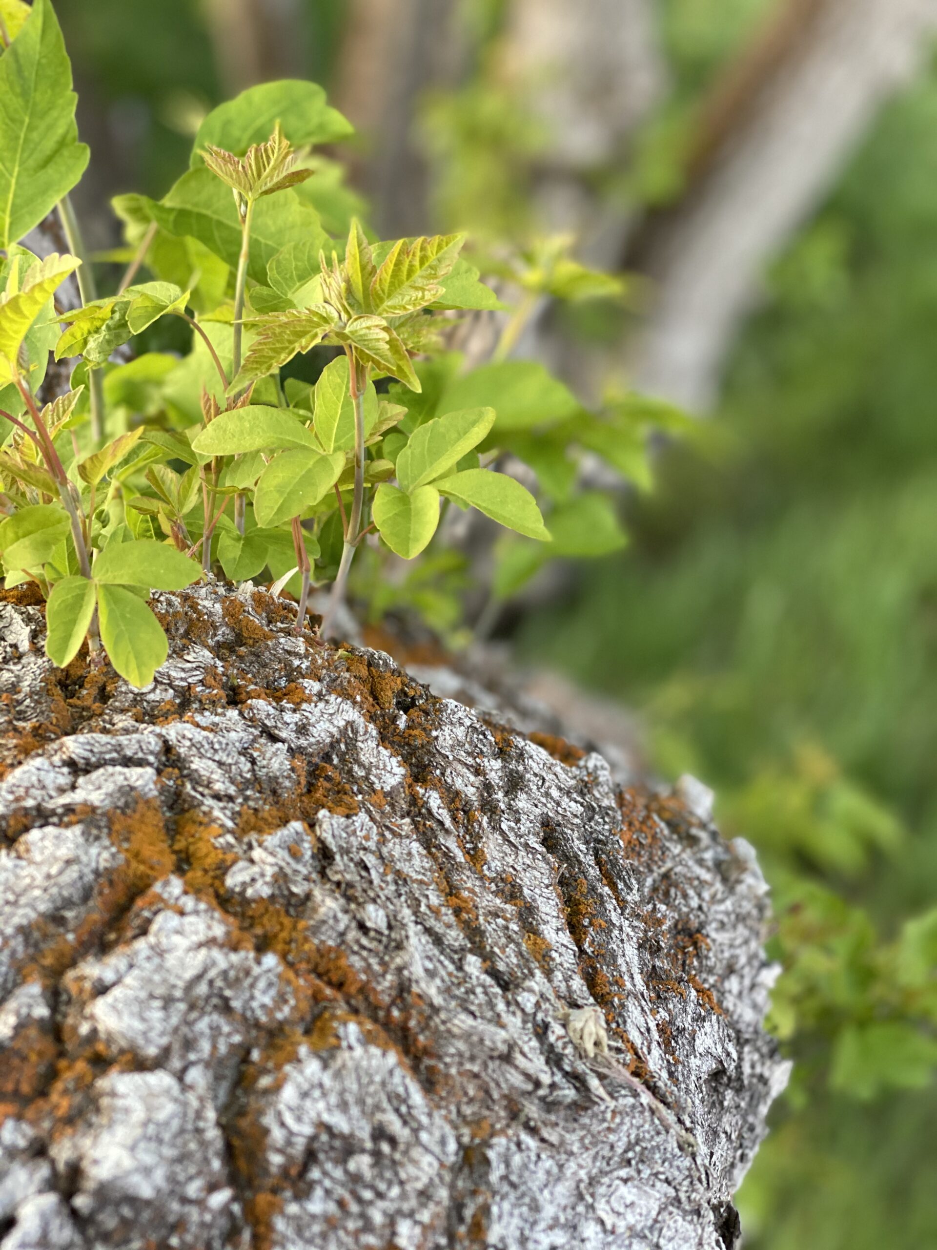 Photo of natural wildflowers at the summit of Independence Pass, Aspen, CO