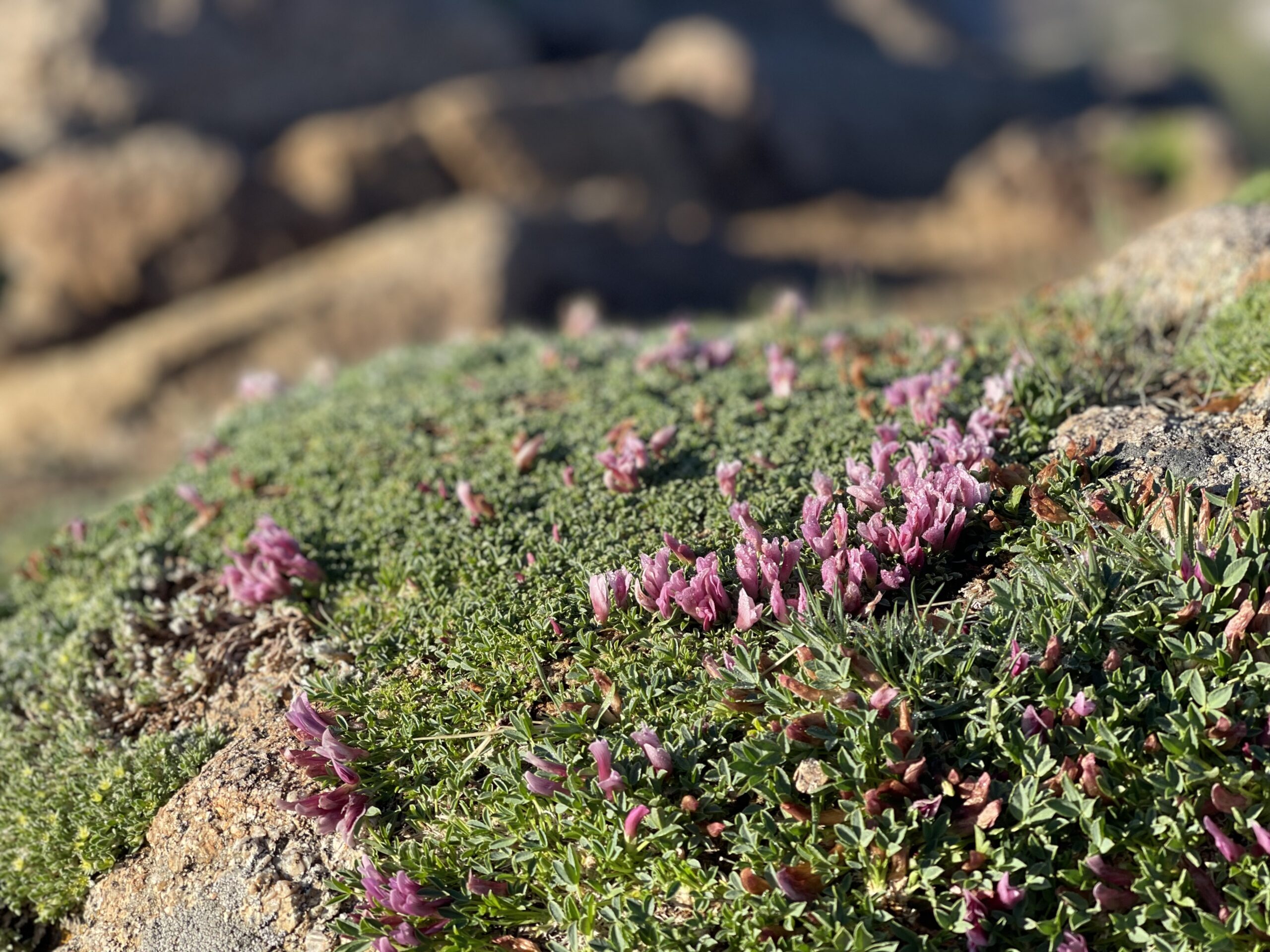 Testimonials, photo of natural wildflowers at the summit of Independence Pass, Aspen, CO